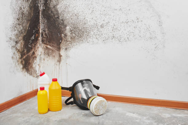 Best Mold Removal Company Near Me  in Fuquay Varina, NC