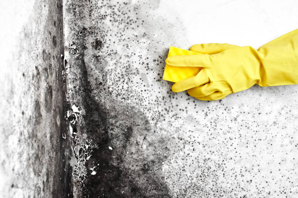 Office Mold Removal Services in Fuquay Varina, NC