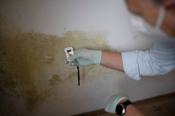 Best Toxic Mold Removal  in Fuquay Varina, NC