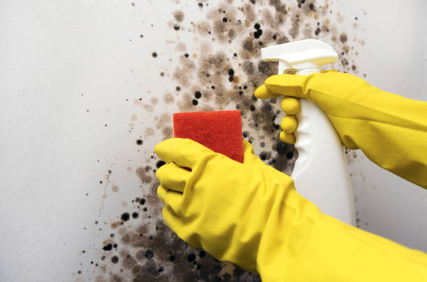 Best Mold Removal Near Me  in Fuquay Varina, NC