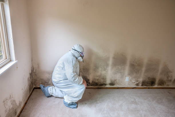 Best Best Mold Removal Companies  in Fuquay Varina, NC