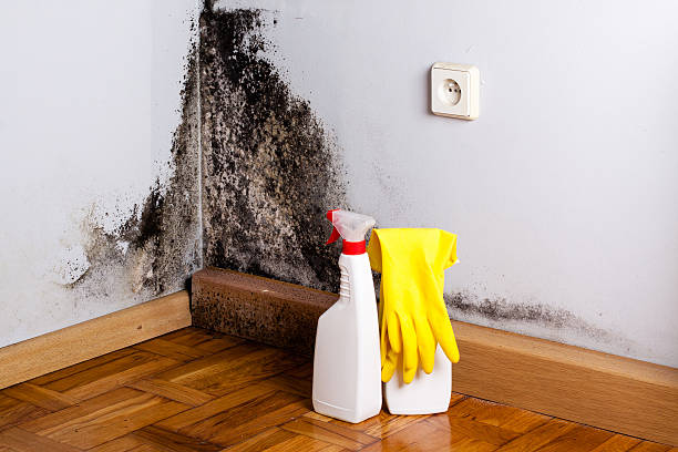 Best Mold Cleaning Services  in Fuquay Varina, NC