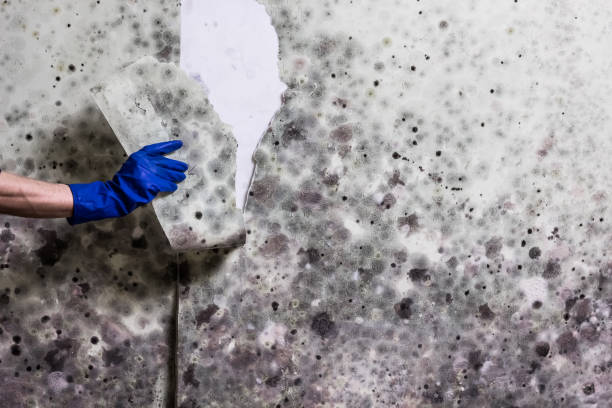 Best Crawl Space Mold Removal  in Fuquay Varina, NC