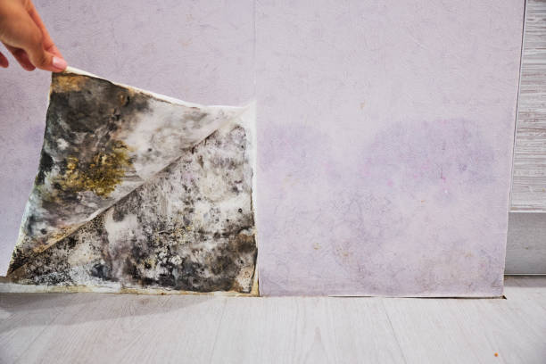 Fuquay Varina, NC Mold Removal Company